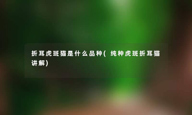 折耳虎斑猫是什么品种(纯种虎斑折耳猫讲解) 折耳虎斑猫是什么品种(纯种虎斑折耳猫讲解)