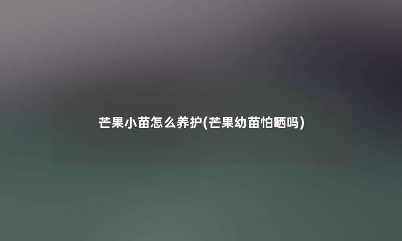 芒果小苗怎么养护(芒果幼苗怕晒吗) 芒果小苗怎么养护(芒果幼苗怕晒吗)
